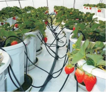 Plentirain Brand Flower Pots Drip Irrigation Other Watering Arrow Dripper Flower Drip Irrigation with Competitive Price