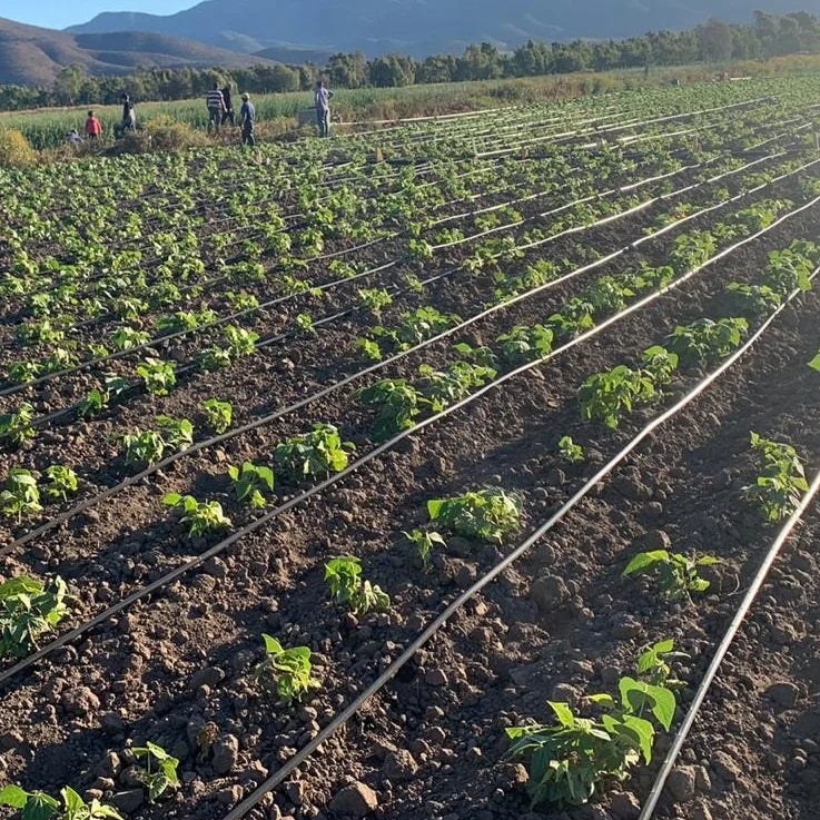 Design 0.5Ha 1 Ha 2Ha Agriculture Drip Irrigation Automatic Farm Drip Irrigation Systems