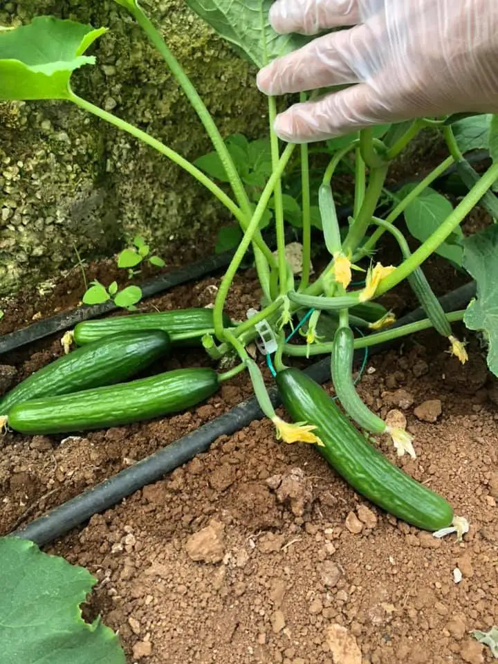Drip Irrigation Tape Exported to South Africa with Israel Quality