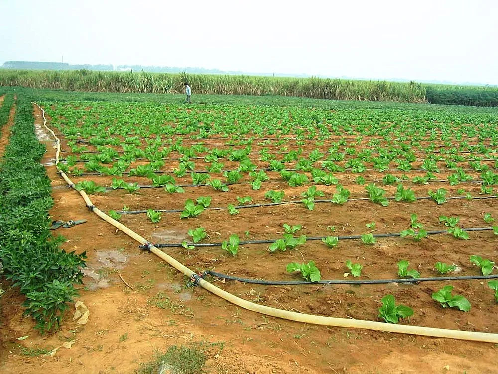 Design 0.5Ha 1 Ha 2Ha Agriculture Drip Irrigation Automatic Farm Drip Irrigation Systems