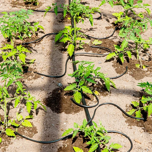 4 Ways Split Irrigation Straight Pc Drip Stakes Bend Arrow Dripper for Greenhouse Irrigation