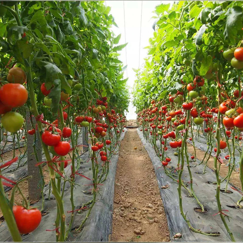 Tecnologia Irrigacion 2 Hectareas Tubos De Cultivo Driptape