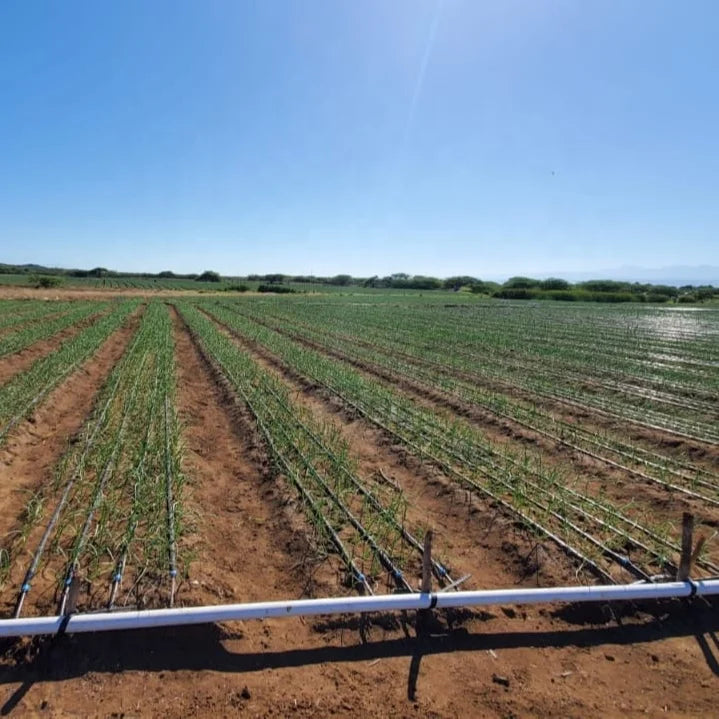 1 Hectare Agricultural Greenhouse Irrigation Pipes 2000m Roll 16mm Drip Tape Roll for Farm System