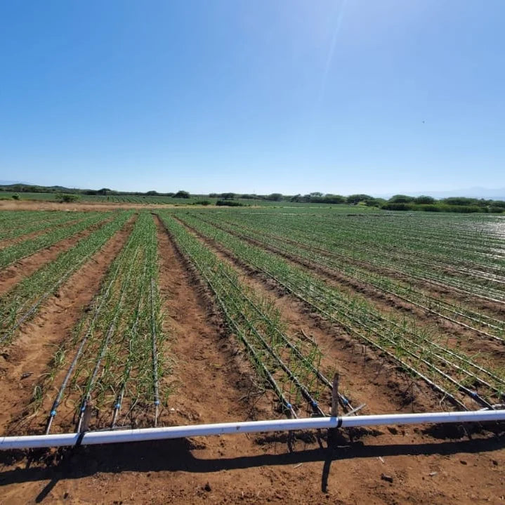 1 Hectare Drip Irrigation Systems Other Watering Irrigation Flat Emitter Drip Tape Agriculture Irrigation